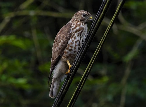 Bird 7 - Blue Falls of Costa Rica