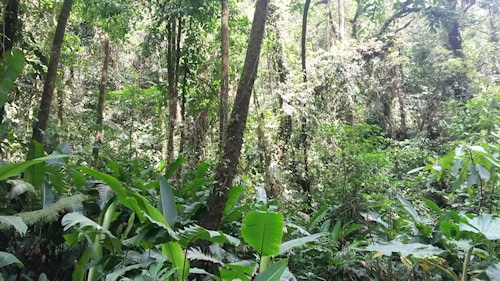 Blue jungle - Blue Falls of Costa Rica