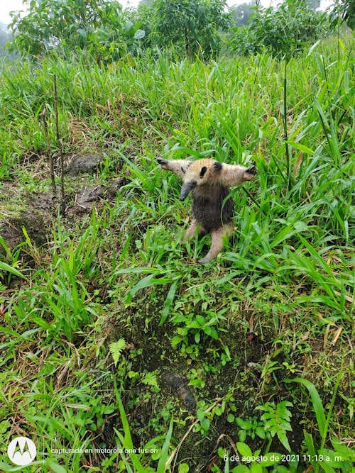 Blue Falls of Costa Rica - Yellow anteater