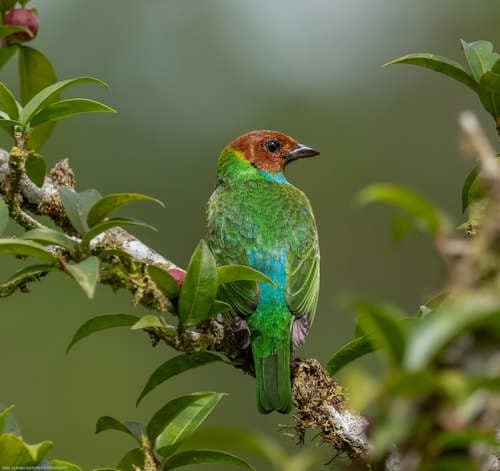 Bird at Catarata Del Toro waterfall.